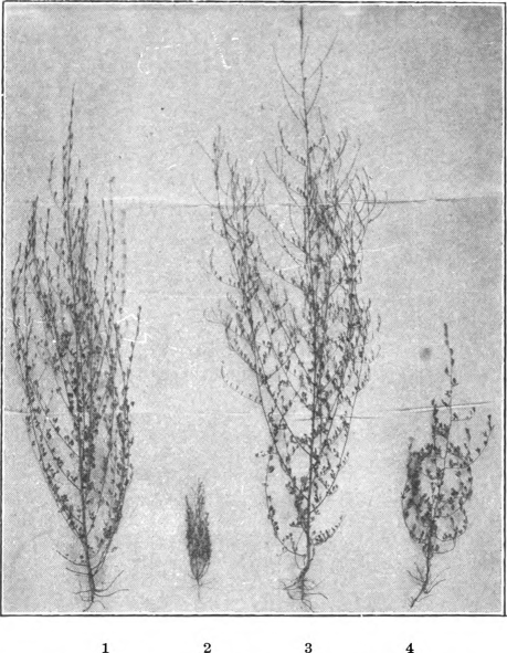 Fig. 112. — Nos. 1 and 2, Hubam and annual yellow sweet clover planted the same day, cultivated and raised in the same row and under identical conditions. Nos. 3 and 4, Hubam and the old biennial sweet clover planted the same day, cultivated and raised in the same row and under identical conditions. (Courtesy Alabama Hubam Clover Association.)