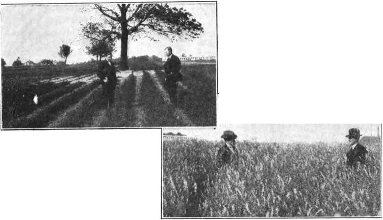 Fig. 113. — These Medina fields of biennial clover above, and of Hubam clover at the right, were both planted June 17, and photographed October 18. Note the difference in growth.