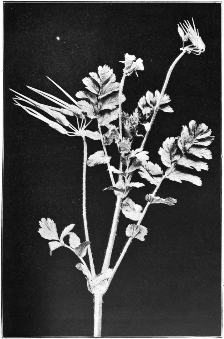 Fig. 15A. — Filaree (Erodium moschatum). Photographed by Richter.