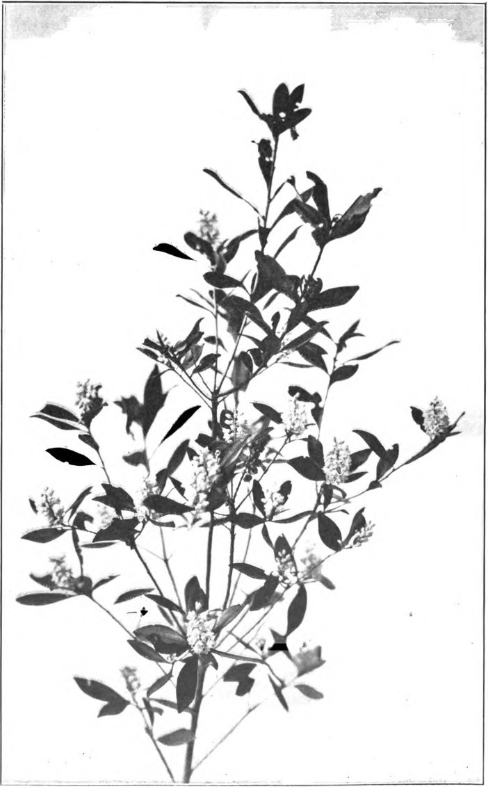 Fig. 114. — Black Titi, or Spring Titi (Cliftonia monophylla). Photographed by J. J. Wilder.