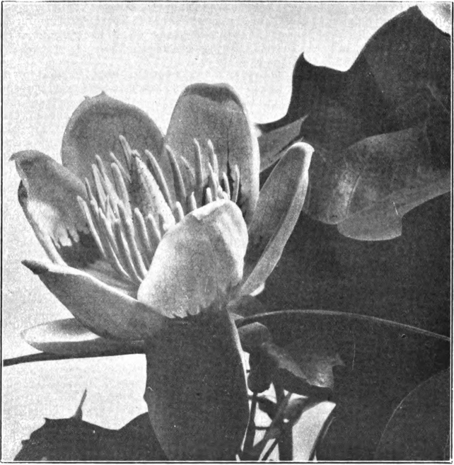 Fig. 115. — Tulip Tree (Liriondendron Tulipifera). Photographed by H. Garman.