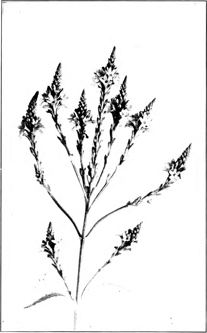 Fig. 117. — Purple Vervain (Verbena hastata). Photographed by Lovell.