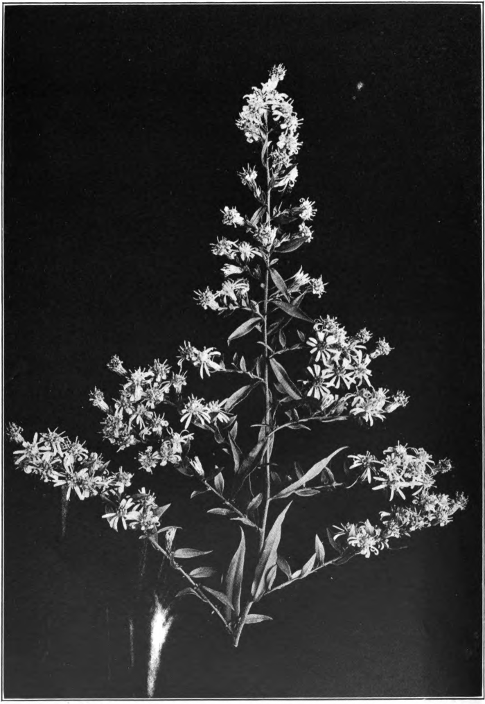 Fig. 16. — Small White Aster (Aster vimineus). Common in fields. Photographed by Lovell.