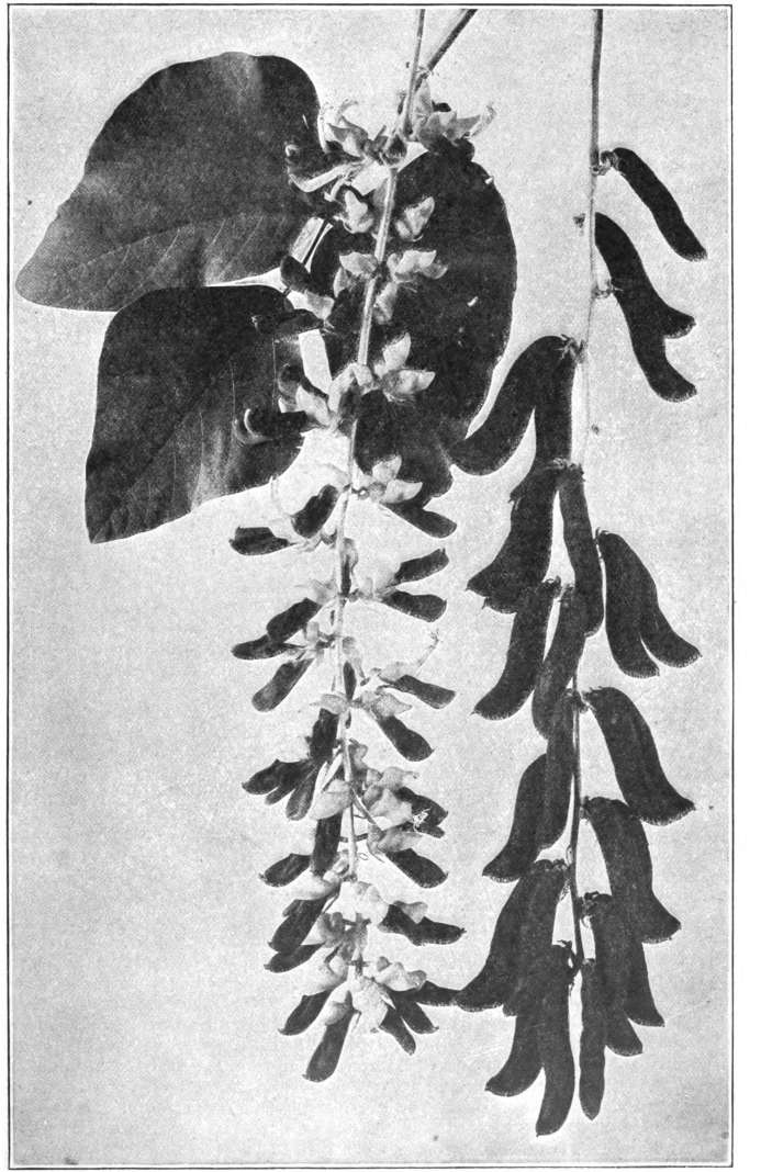 Fig. 118. — Velvet Beau, one-third natural size. Photographed by Bureau of Plant Industry, United States Department of Agriculture.