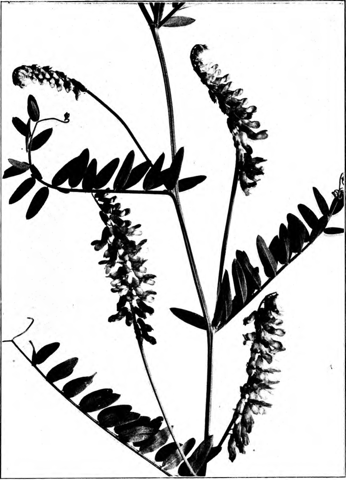Fig. 119 - Purple Vetch (Vicia Cracca). Photographed by Lovell.