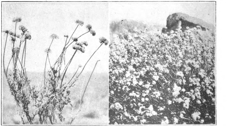 Fig. 120. — Wild Buckwheat (Eriogonum. fasciculatum). Left, a single plant in bloom. Right, a large mass of bloom. Photographed by G. M. Huntington.