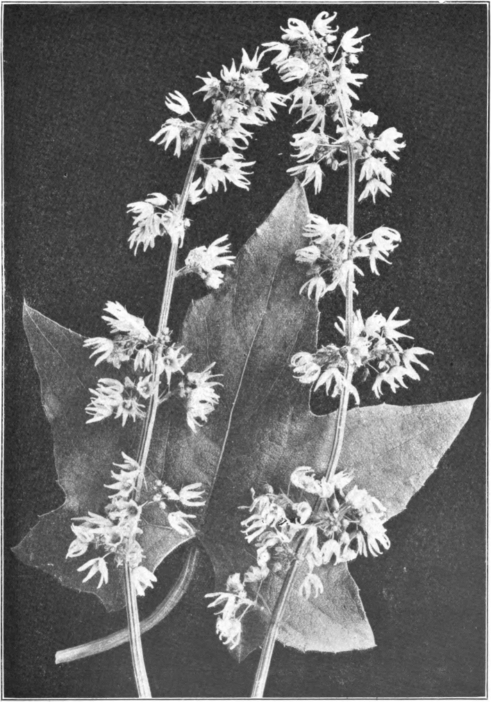 Fig. 121. — Wild Cucumber (Echinocystis lobata). Photographed by Lovell.