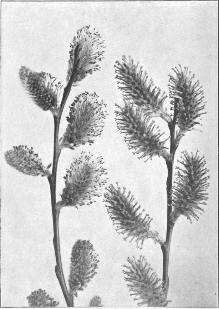 Fig. 122. — Pussy Willow (Salix discolor). Left staminate catkins; right, pistillate catkins. Photographed by Lovell.