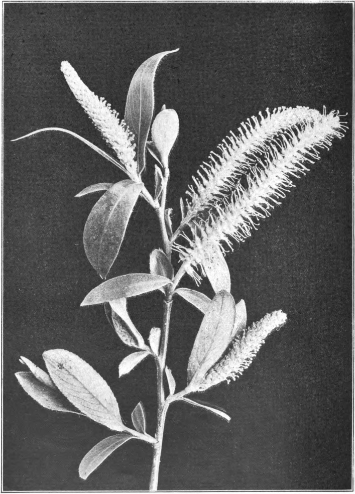 Fig. 123. — White Willow (Salix alba). Staminate catkins. Photographed by Lovell.