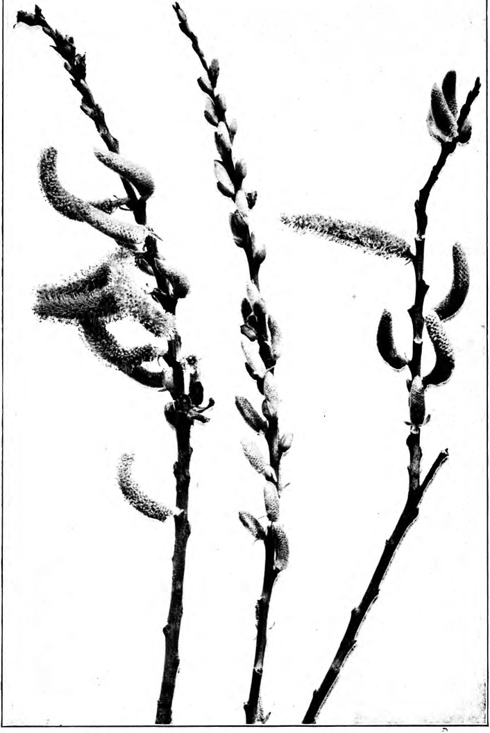 Fig. 124. — Willow (Salix Nutallii). Photographed by Richter.