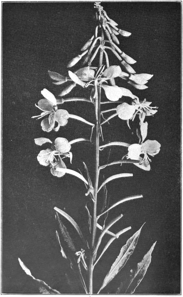 Fig. 125. — Willow-Herb (Epilobium angustifolium). Photographed by Lovell.