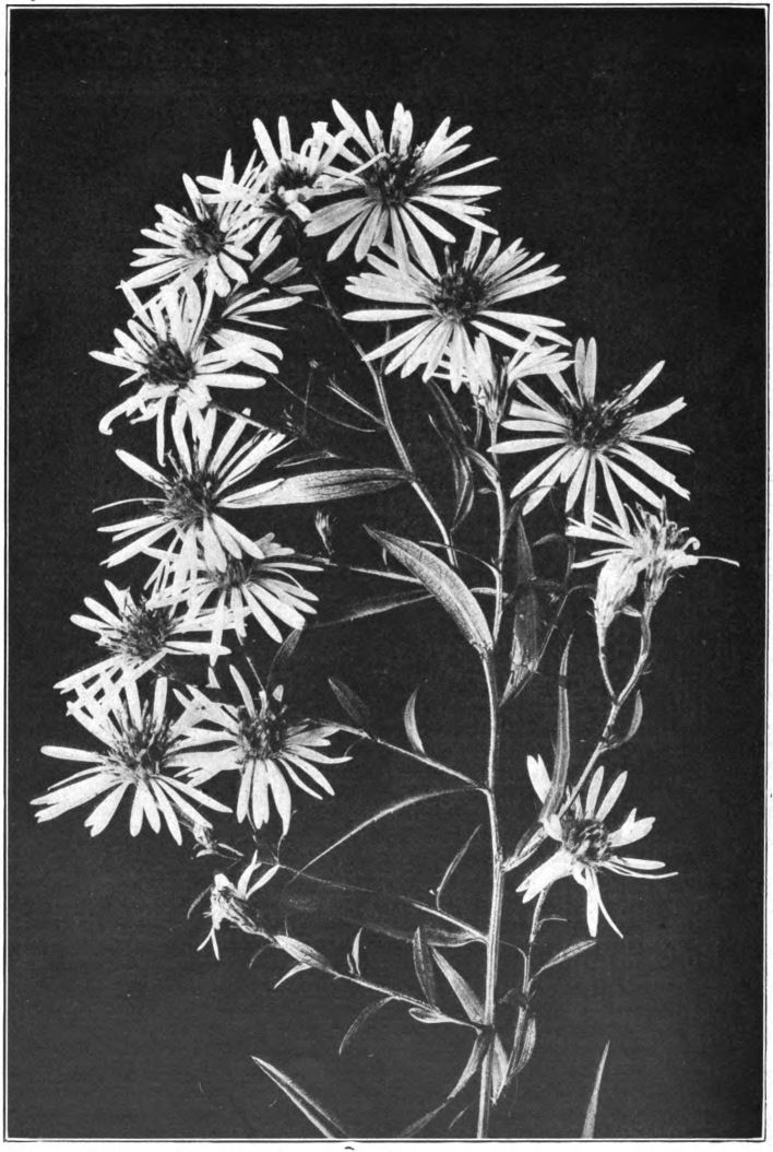 Fig. 17. — Panicled Aster (Aster paniculatus). Common in waste places. Photographed by Lovell.