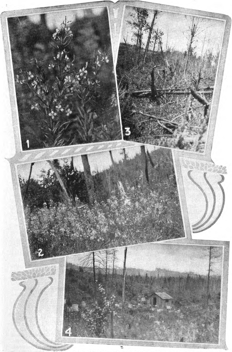 Fig. 126. — Willow-herb in northern Michigan. No. 1, the blossom; No. 2. the plant; Nos. 3 and 4, its habitat. Photographed by E. R. Root.