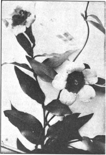 Fig. 127. — Yellow Jessamine (Gelsemium sempervirens). Photographed by E. R. Root.