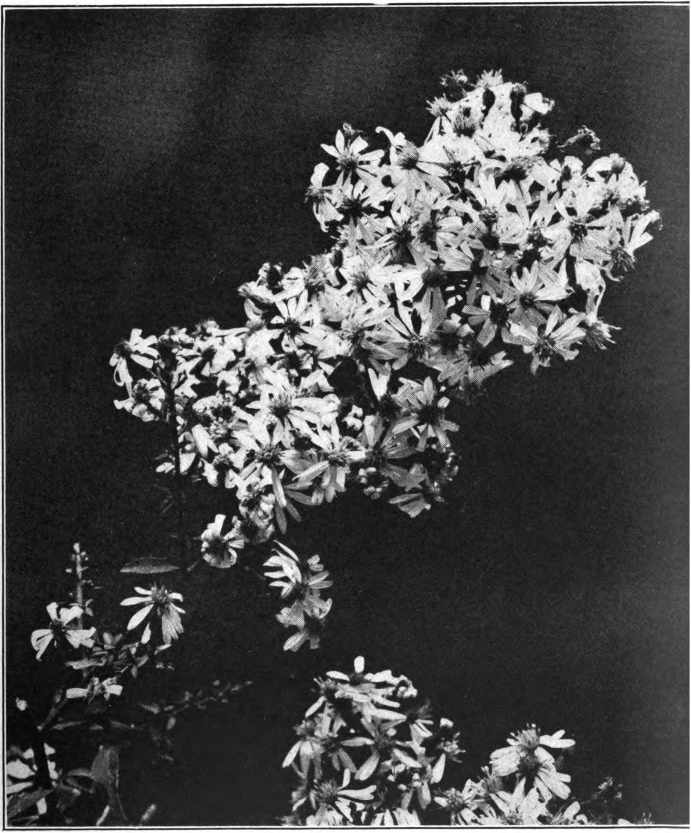 Fig. 18. — Dense-Flowered Aster (Aster multiflorus).