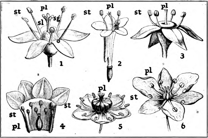 Fig. 2.—The stamens (st) and pistils (pl) of six common flowers; sg, stigma; sl, style; o, ovary. 1, Common Lilac (Syringa vulgaris). 2. Garden Valerian (Valeriana officinalis). 3. Cornelian Cornel (Cornus Mas). 4. Mezereum (Daphne Mezereum). 5. Common Pokeweed (Phytolacca decandra). 6. Flowering Rush (Butomus umbellatus).— (After Kemer.)