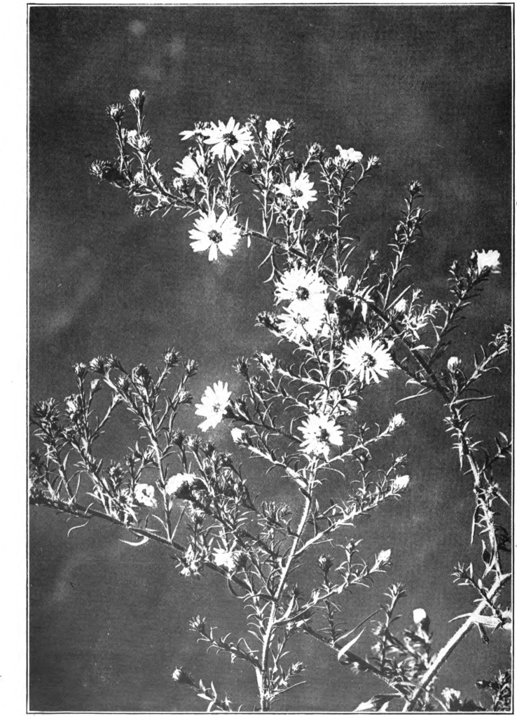 Fig. 19. — Frost-Weed Aster (Aster ericoides). Common from Maine to Florida and west to Kentucky.