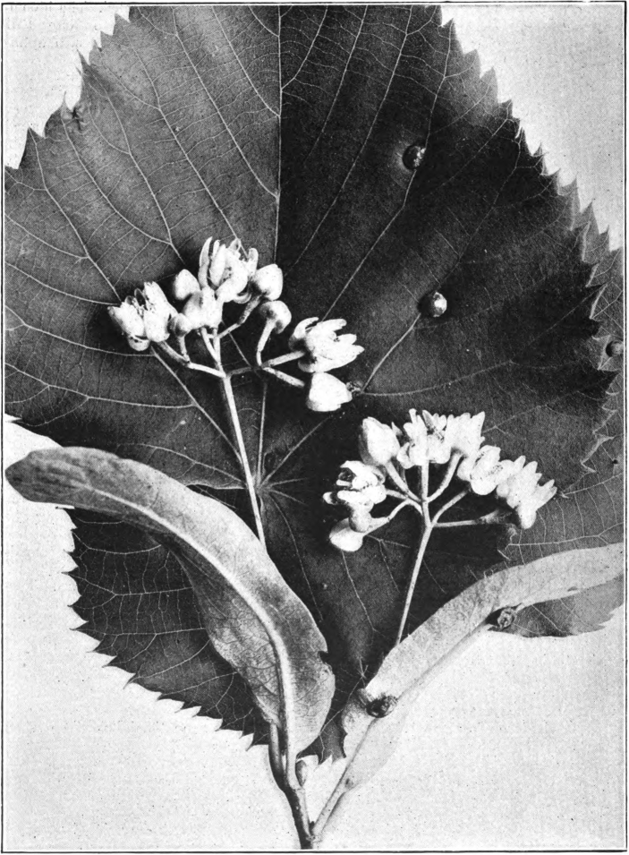 Fig. 20. — Basswood (Tilia americana). Photographed by Lovell.