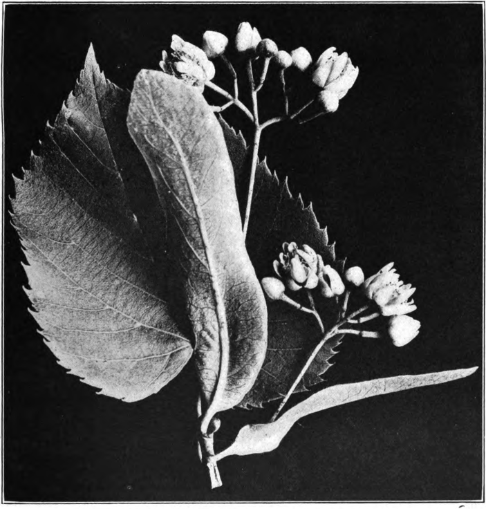 Fig. 21. — Basswood (Tilia americana). Photographed by Lovell.