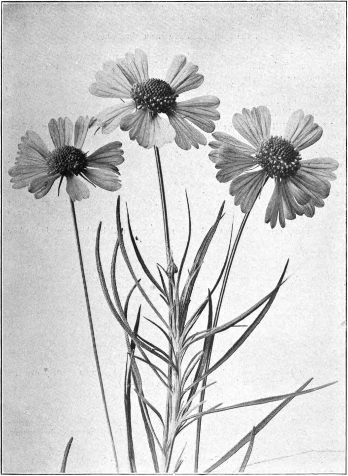 Fig. 23. — Bitterweed (Helenium tenuifolium). Flowers natural size. Photographed by Lovell.