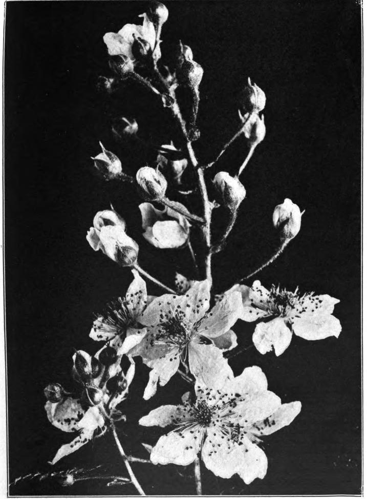 Fig 24. — Blackberry (Rubus allegheniensis). Photographed by Lovell.