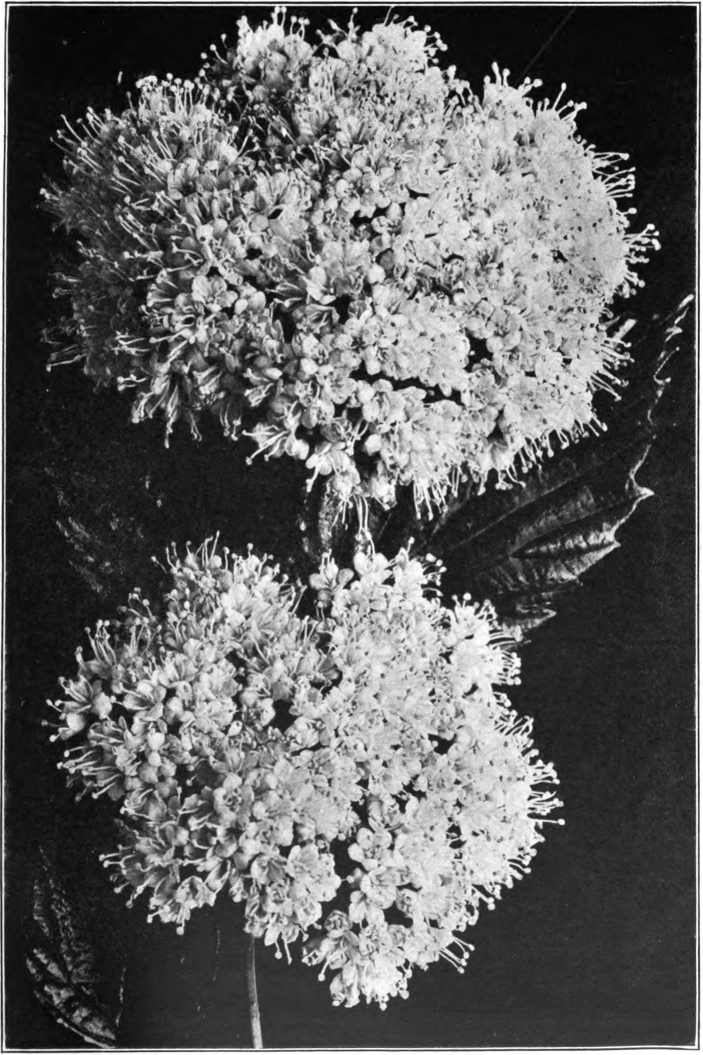 Fig. 25. — Arrow-Wood (Viburnum dentatum). Photographed by Lovell.