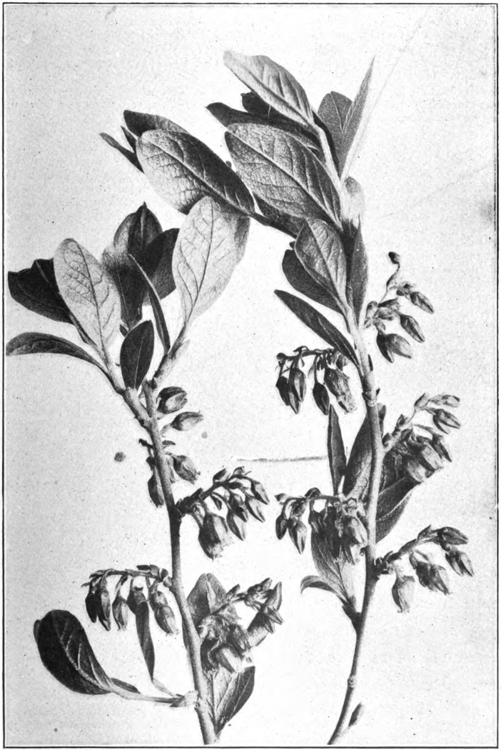 Fig. 27. — Huckleberry (Gaylussacia baccata). Photographed by Lovell.