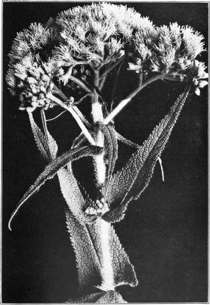 Fig. 28. — Boneset or Thoroughwort (Eupatorium perfoliatum). Photographed by Lovell.