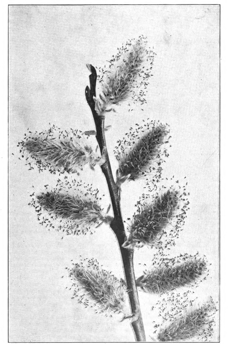 Fig. 3.—Staminate catkins of Pussy Willow (Salix discolor). The bushes bearing staminate catkins yield a large amount of pollen in early spring, and are also valuable for nectar.— Photographed by Lovell.