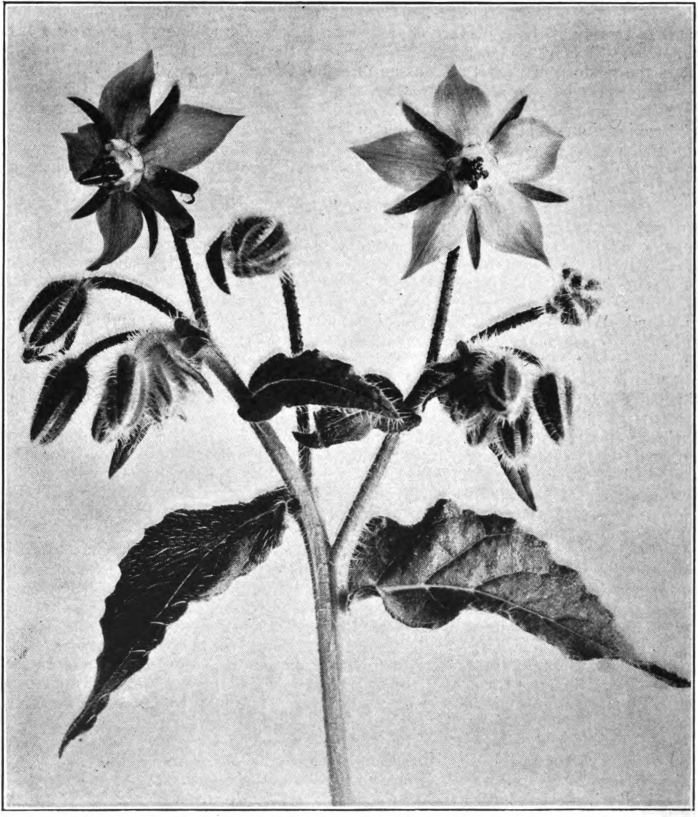 Fig. 29. — Common borage (Borago officinalis). Photographed by Lovell.