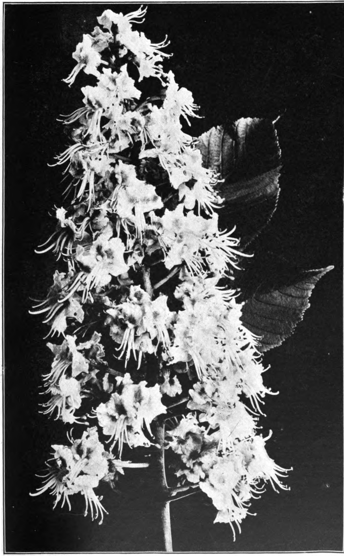 Fig. 30. — Horse-chestnut (Aesculus Hippocastanum). Photographed by Lovell.