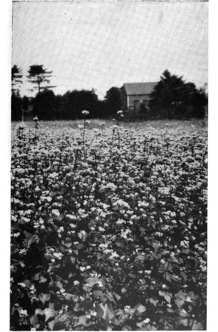 Fig. 32. — A field of buckwheat in full bloom. From A B C and X Y Z of Bee Culture.