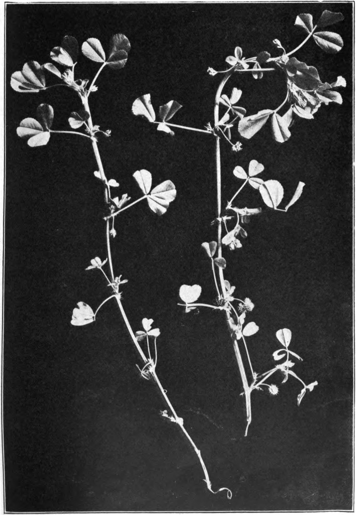 Fig. 34. — Bur Clover (Medicago hispida).