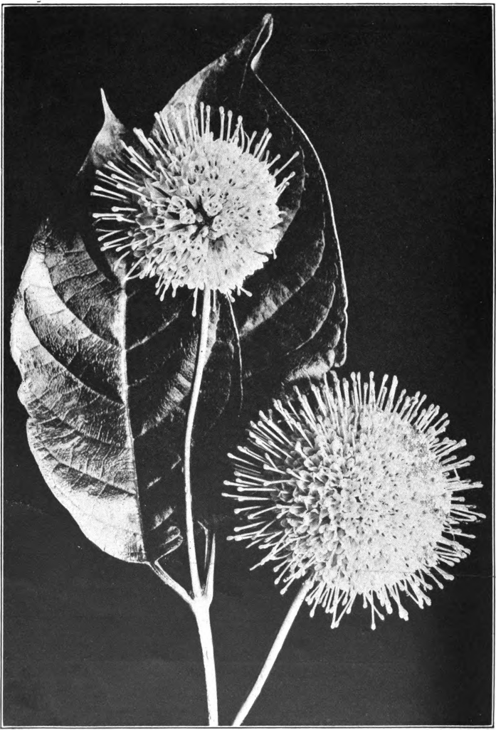 No. 35. — Buttonbush (Cephalanthus occidentalis). Photographed by Lovell