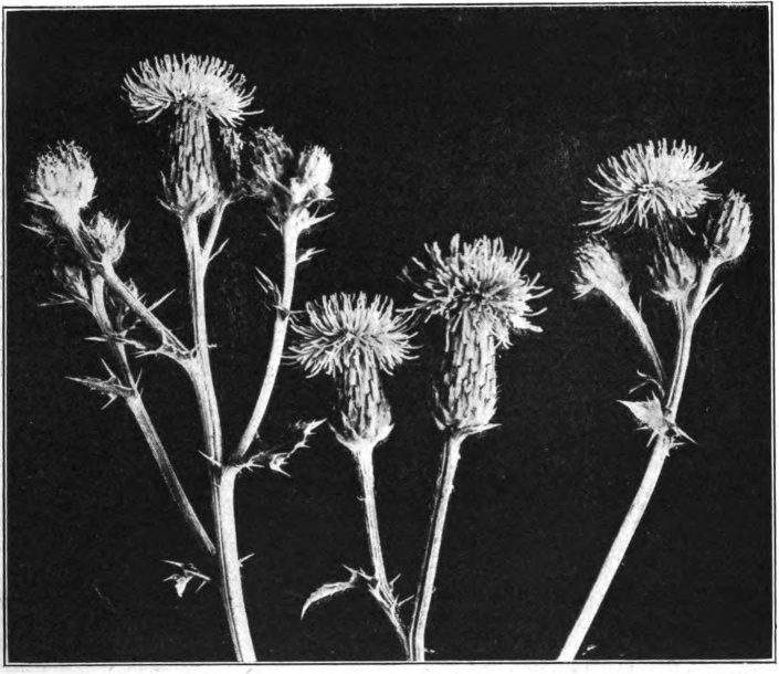 Canada thistle (Cirsium arvense). Photographed by Lovell.