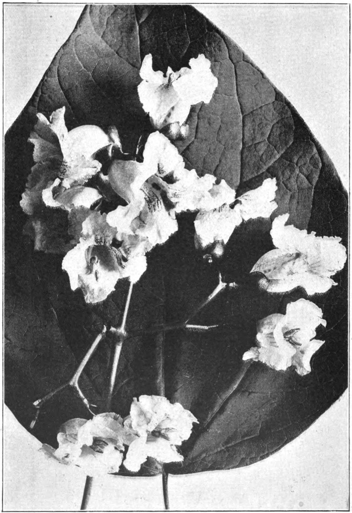 Fig. 37. — Catalpa (Catalpa speciosa). Photographed by Lovell.