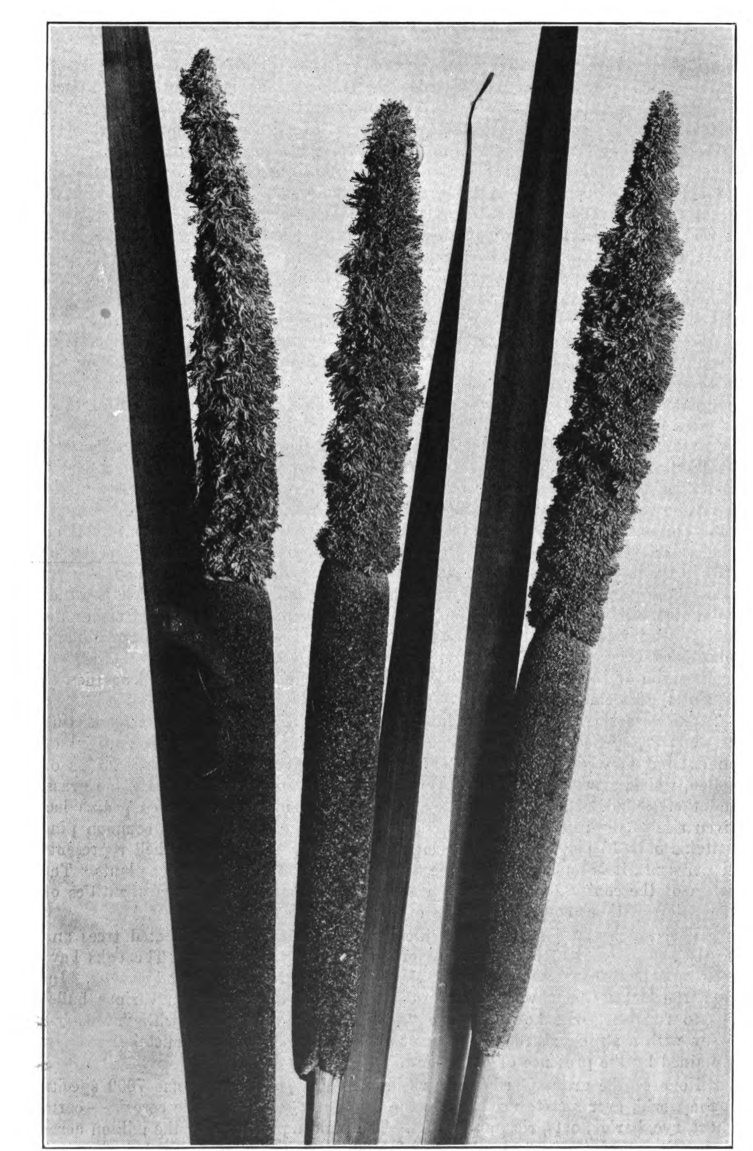 Fig. 4—Cat-Tail (Typha latifolia). Photographed by Lovell.