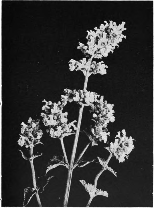 Fig. 38. — Catnip (Nepeta Cataria). Photographed by Lovell.