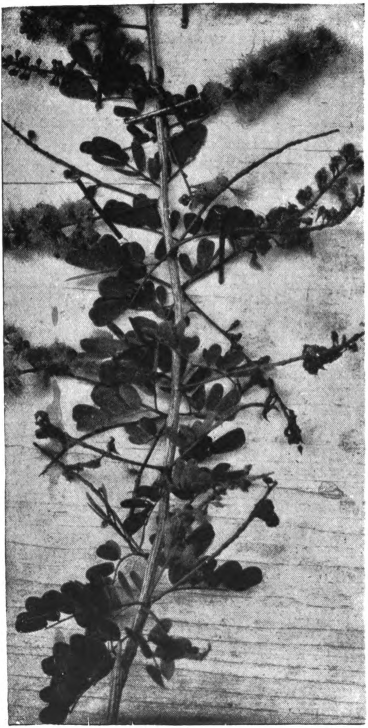 Fig. 39. — Catsclaw leaf, twig, and blossoms; life-size. Photographed by E. R. Root.