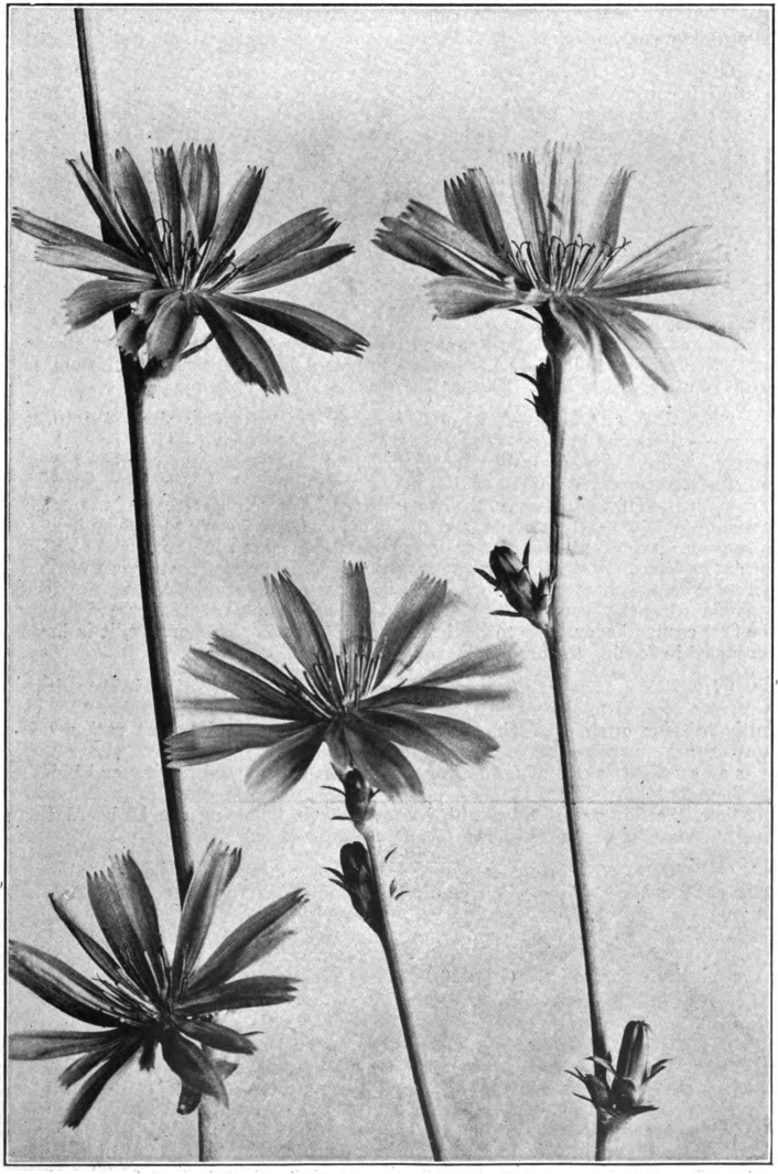 Fig. 40. — Chicory (Cichorium Intybus). Photographed by Lovell.