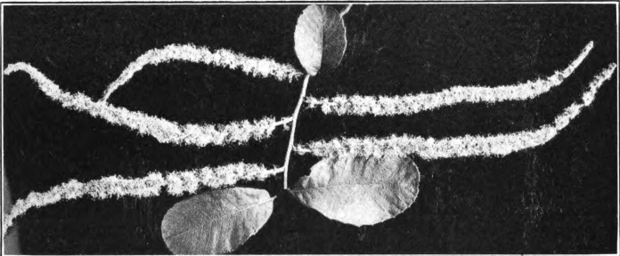 Fig. 41. — Chinquapin (Castanea nana). Photographed by Lovell.