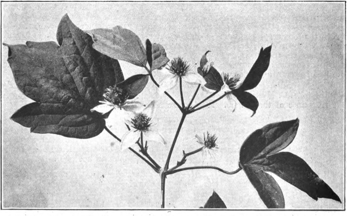 Fig. 42. — Virginia Clematis or Creeper (Clematis virginiana). Photographed by Lovell.