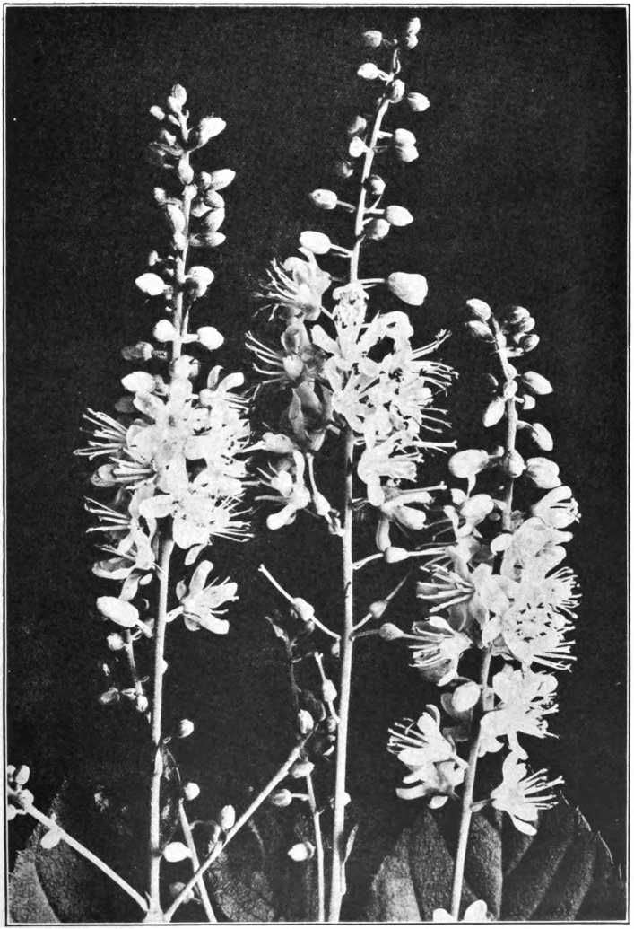 Fig. 43. — Sweet Pepperbush (Clethra alnifolia). Photographed by Lovell.