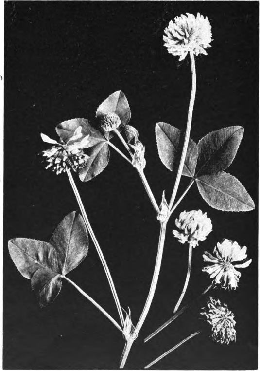 Fig. 44. — Alsike clover (Trifolium hybridum). Photographed by Lovell.