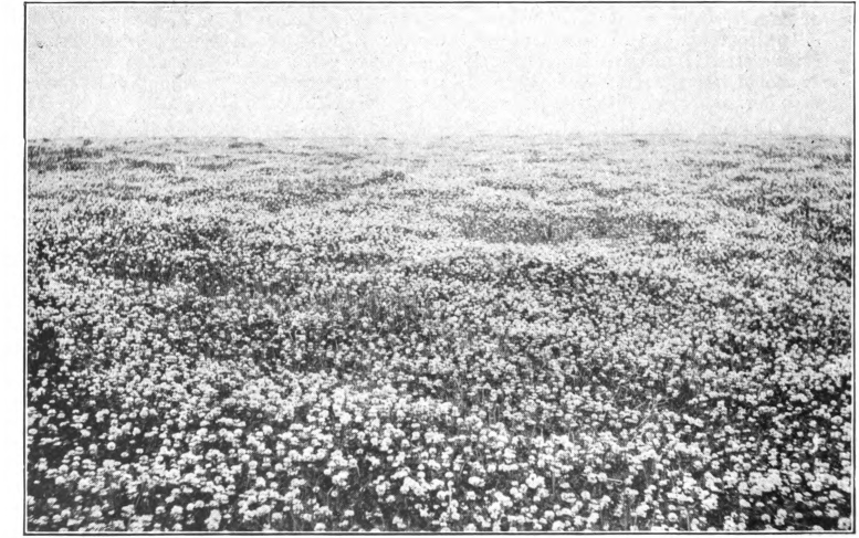 Fig. 45. — A field of white clover in Iowa. From A B C and X Y Z of Bee Culture.