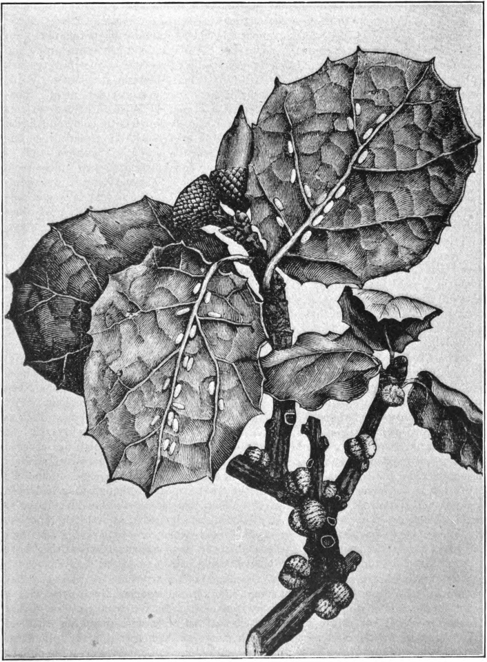 Fig. 5.—Bark-lice (Kermes sp., family Coccidae) on California live oak (Quercus agrifolia). Adult females on stem resembling galls; immature males on leaves.— (After Comstock.)