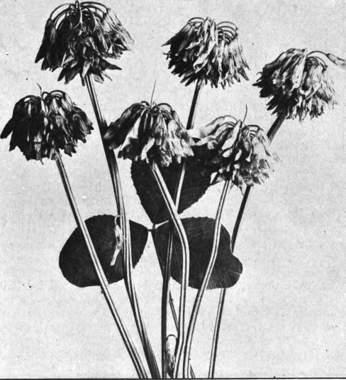 Fig. 47. — White Clover (Trifolium repens). Last stage, in, which the flowers are all bent downward and have turned brown. Photographed by Lovell.