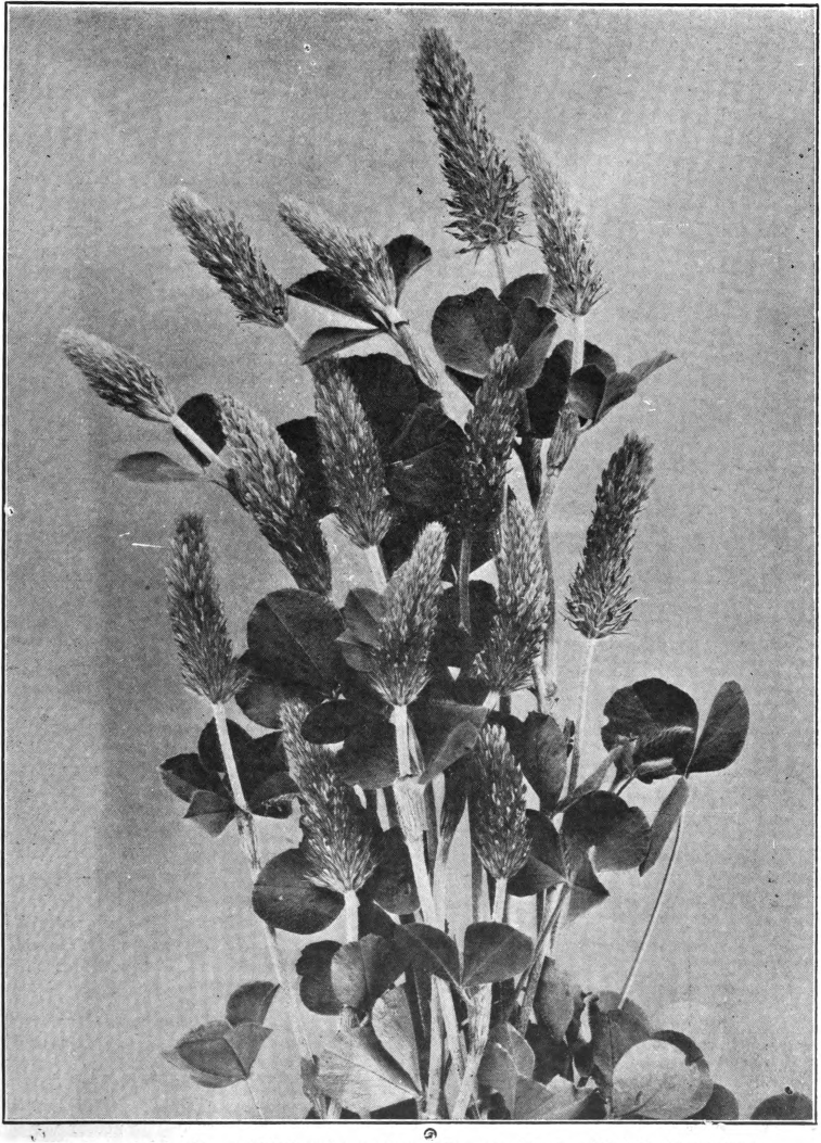 Fig. 48. — Crimson Clover (Trifolium incarnatum). From the A B C and X Y Z of Bee Culture.
