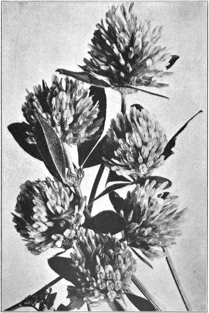 Fig. 49. — Red Clover (Trifolium pratense). Photographed by Lovell.