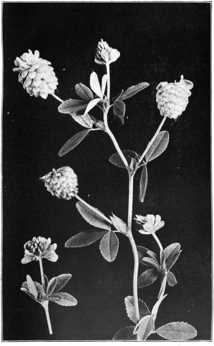 Fig. 50. — Yellow Hop Clover (Trifolium procumbens). Photographed by Lovell.